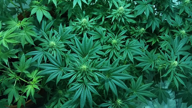 marihuana